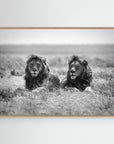 Two kings by Nicolás Merino