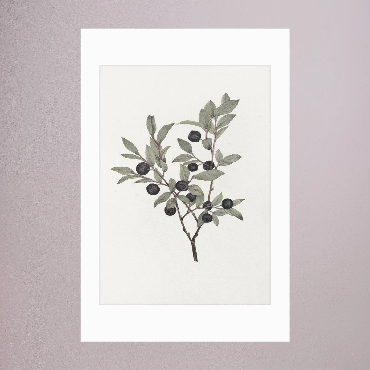 Olive Branch Botanical Study Vintage Wall Art Print No Frame White