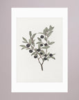 Olive Branch Botanical Study Vintage Wall Art Print No Frame White
