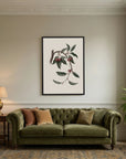 Vintage Cherry Botanical Art Print