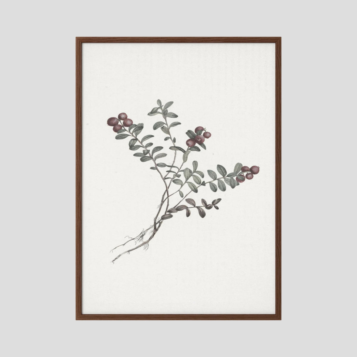 Red Berry Botanical Study Vintage Wall Art Print Oak Dark No border