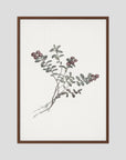 Red Berry Botanical Study Vintage Wall Art Print Oak Dark No border