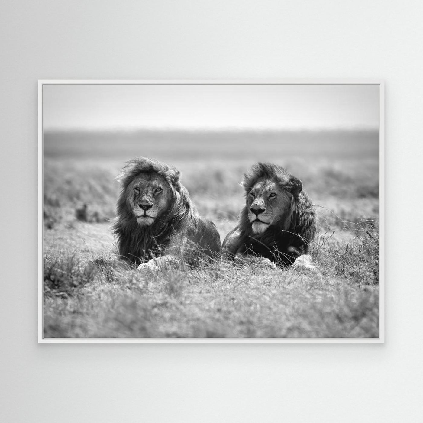 Two kings by Nicolás Merino