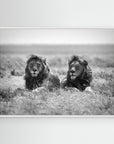 Two kings by Nicolás Merino