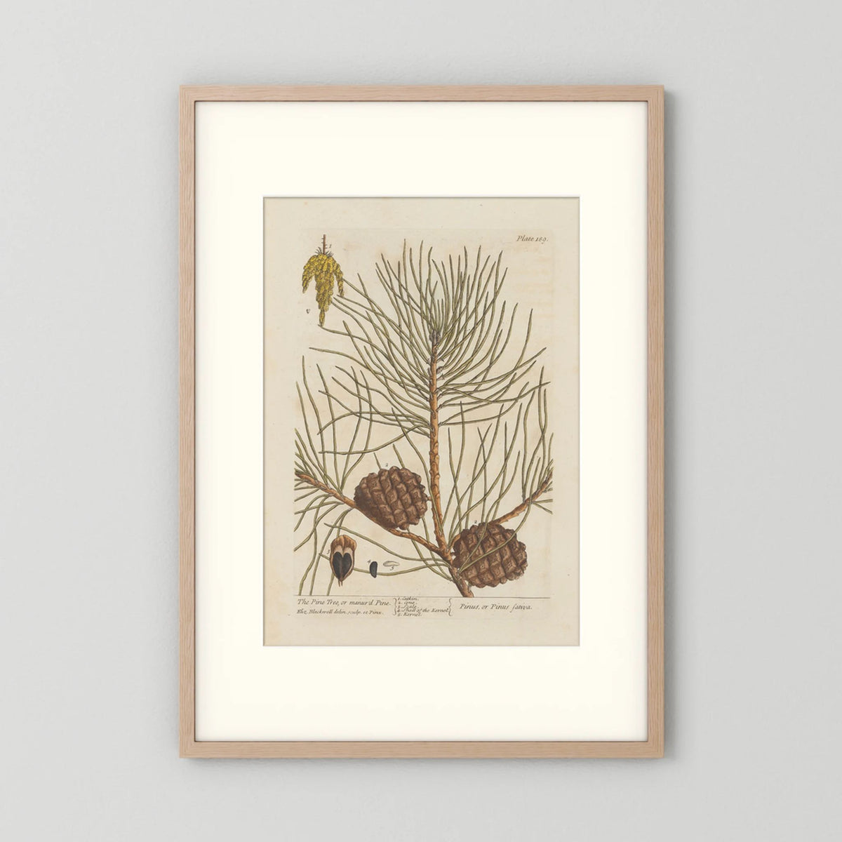 Vintage Pine Cone Botanical Art Print