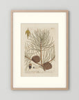 Vintage Pine Cone Botanical Art Print