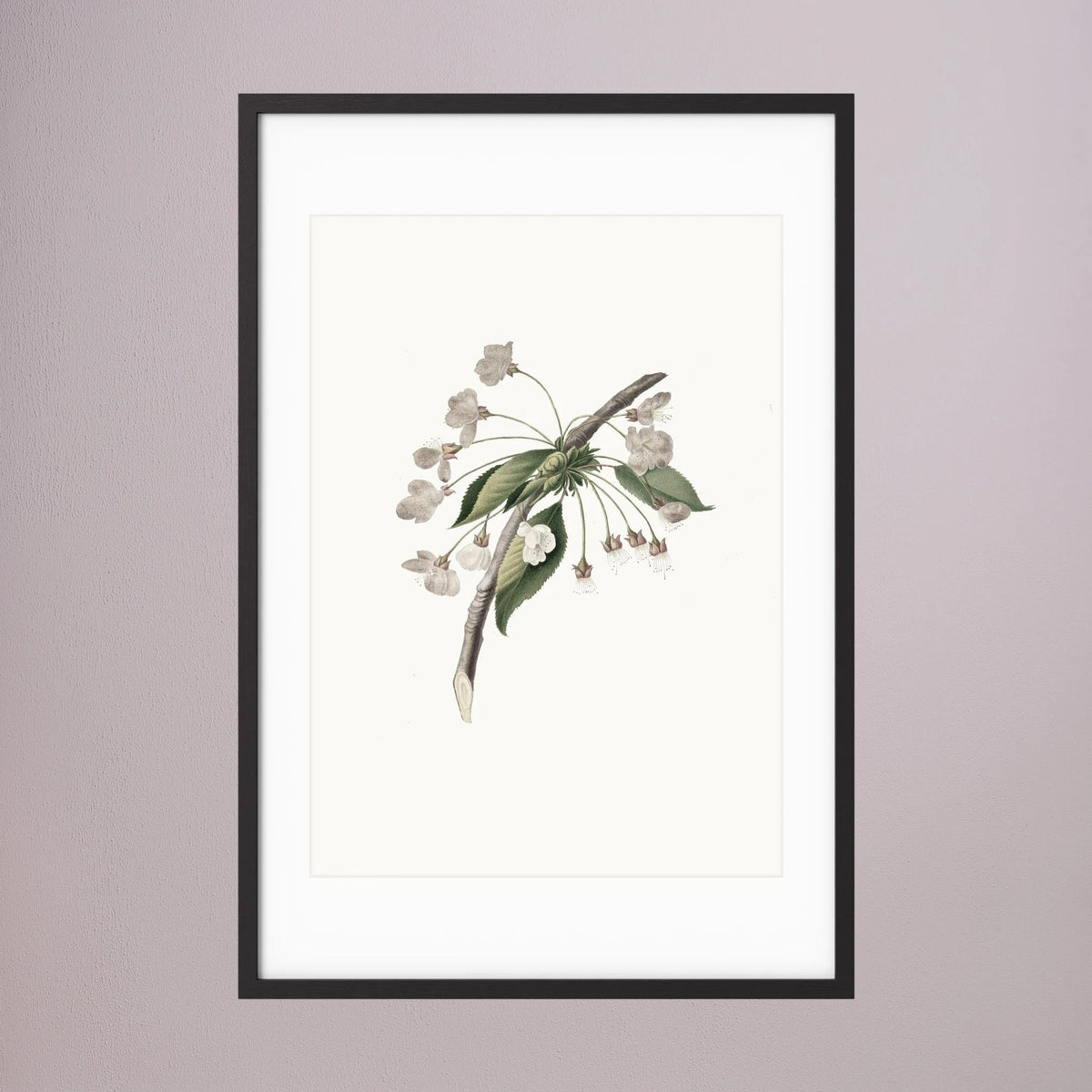 Delicate White Botanical Study Vintage Wall Art Print Black Wood White