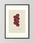 Vintage Red Plum Botanical Art Print