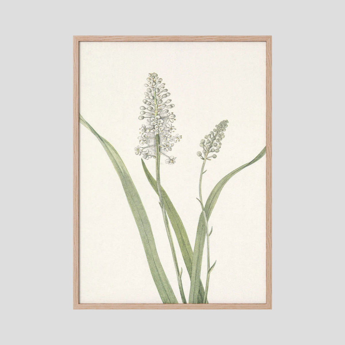 White Hyacinth Botanical Study Vintage Wall Art Print Oak Nature No border