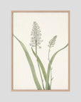 White Hyacinth Botanical Study Vintage Wall Art Print Oak Nature No border