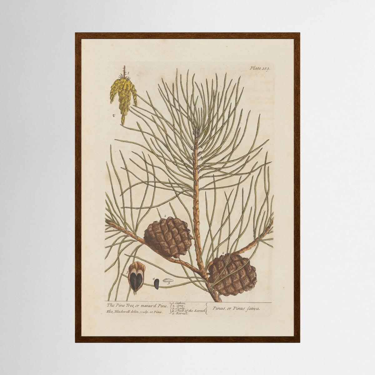 Vintage Pine Cone Botanical Art Print