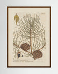 Vintage Pine Cone Botanical Art Print