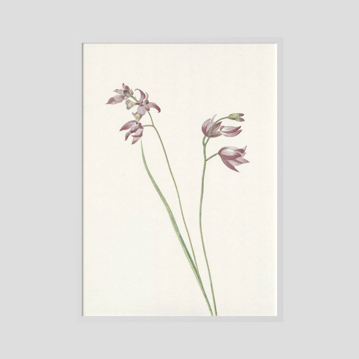 Pink Wildflower Botanical Study Vintage Wall Art Print White Wood No border