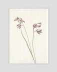 Pink Wildflower Botanical Study Vintage Wall Art Print White Wood No border