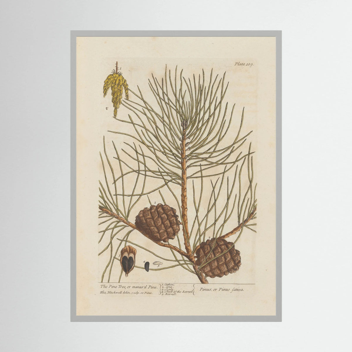 Vintage Pine Cone Botanical Art Print