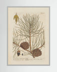 Vintage Pine Cone Botanical Art Print