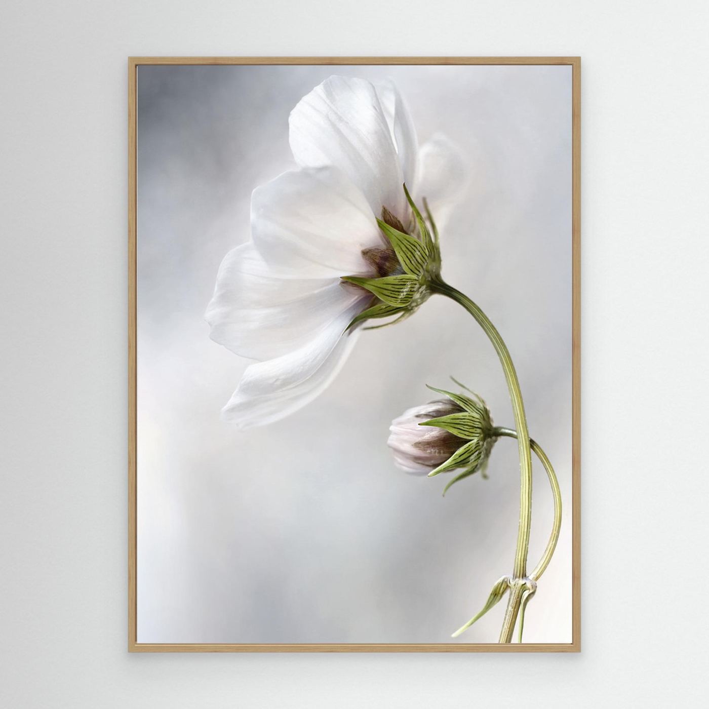 Heavenly Cosmos by Mandy Disher