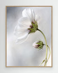 Heavenly Cosmos by Mandy Disher