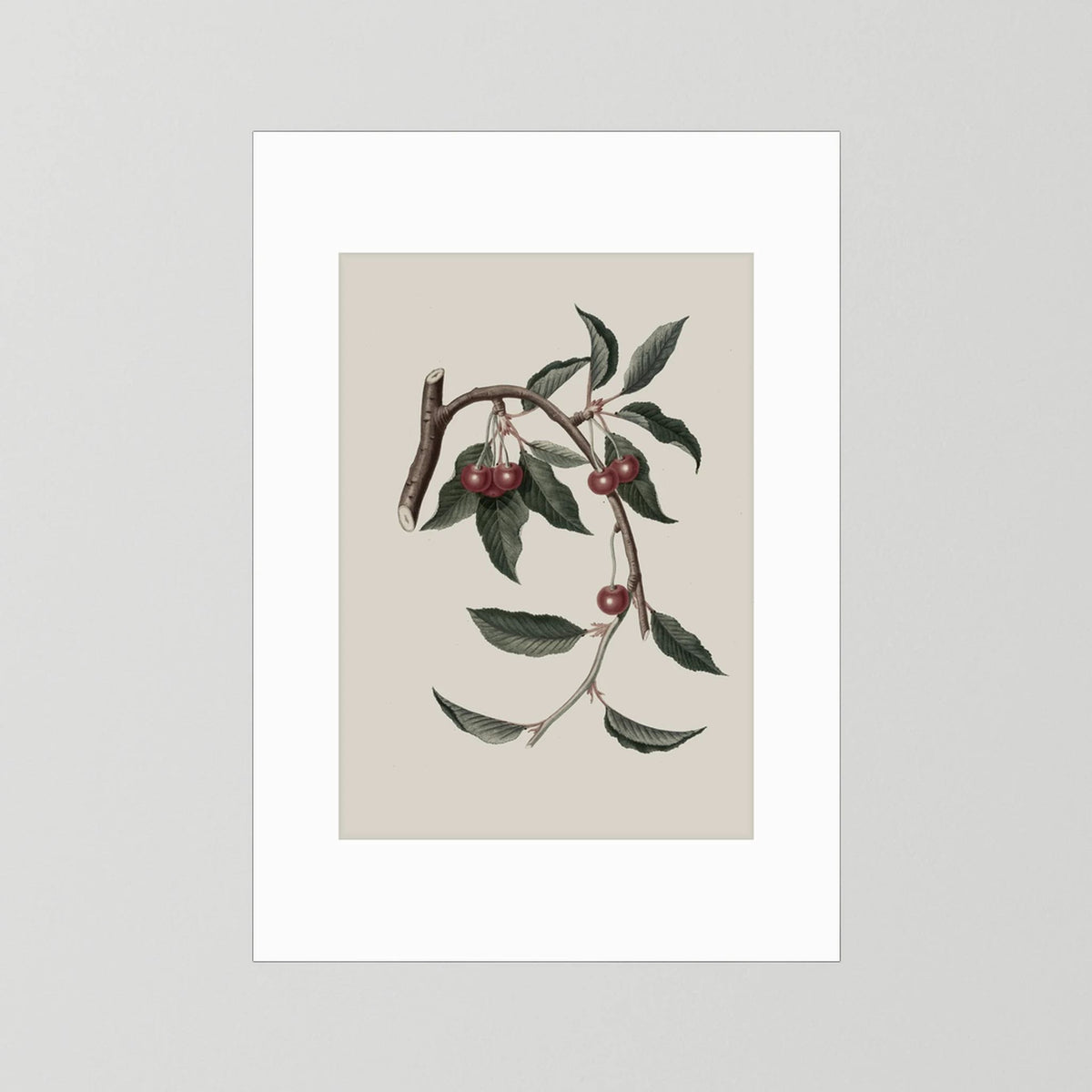 Vintage Cherry Botanical Art Print