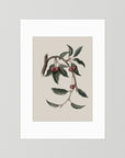 Vintage Cherry Botanical Art Print