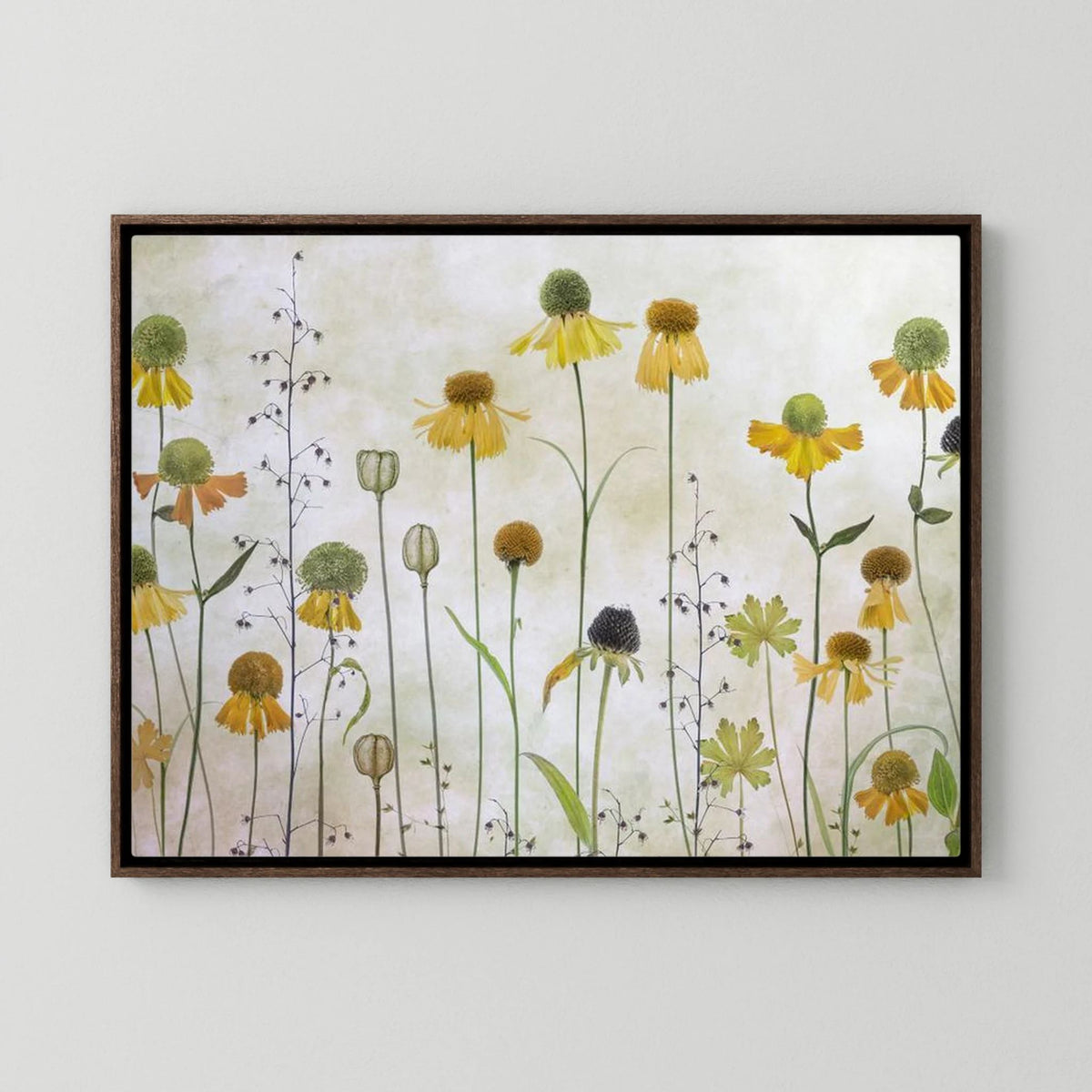 Helenium by Mandy Disher