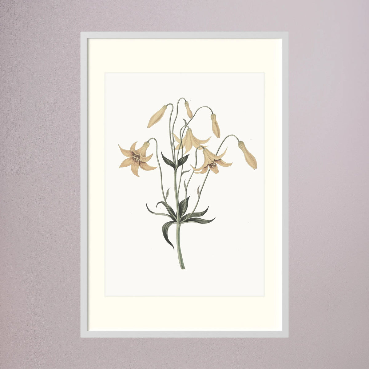 White Wildflower Botanical Study Vintage Wall Art Print White Wood Freja