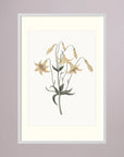 White Wildflower Botanical Study Vintage Wall Art Print White Wood Freja