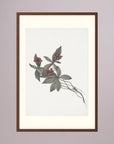 Pink Botanical Branch Study Vintage Wall Art Print Oak Dark Freja