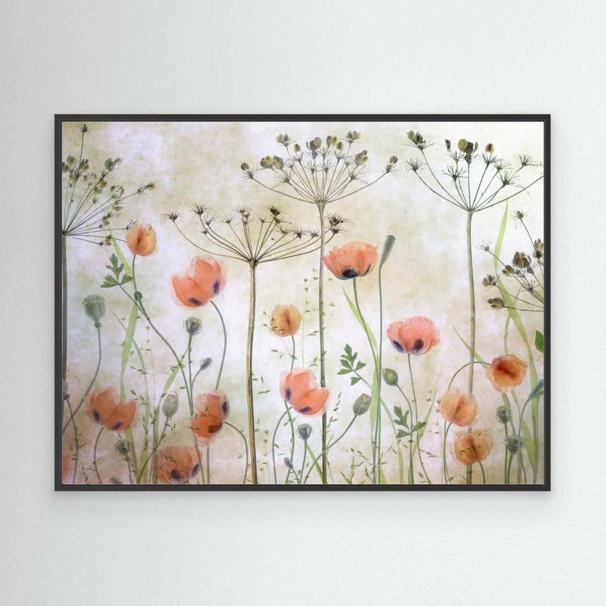 Poppy Meadow by Mandy Disher