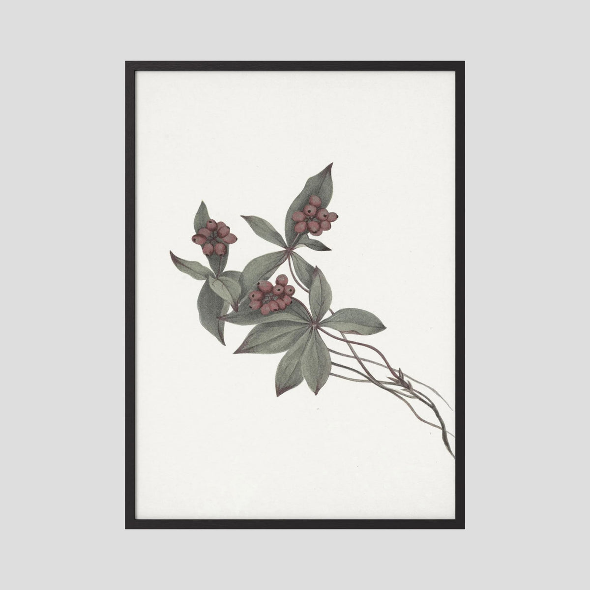 Pink Botanical Branch Study Vintage Wall Art Print Black Wood No border