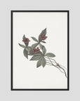Pink Botanical Branch Study Vintage Wall Art Print Black Wood No border