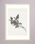 Pink Botanical Branch Study Vintage Wall Art Print White Wood Freja
