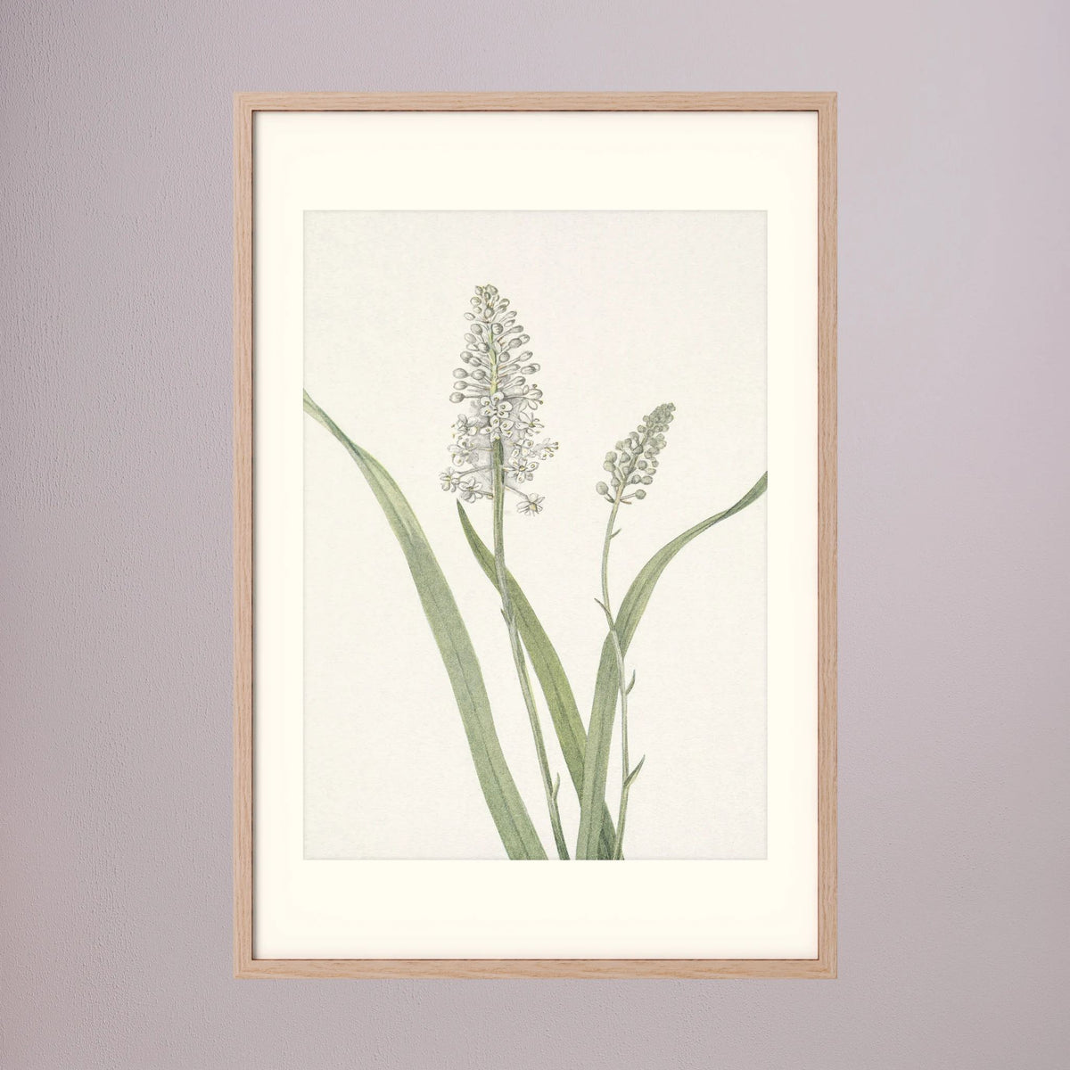 White Hyacinth Botanical Study Vintage Wall Art Print Oak Nature Freja