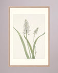 White Hyacinth Botanical Study Vintage Wall Art Print Oak Nature Freja