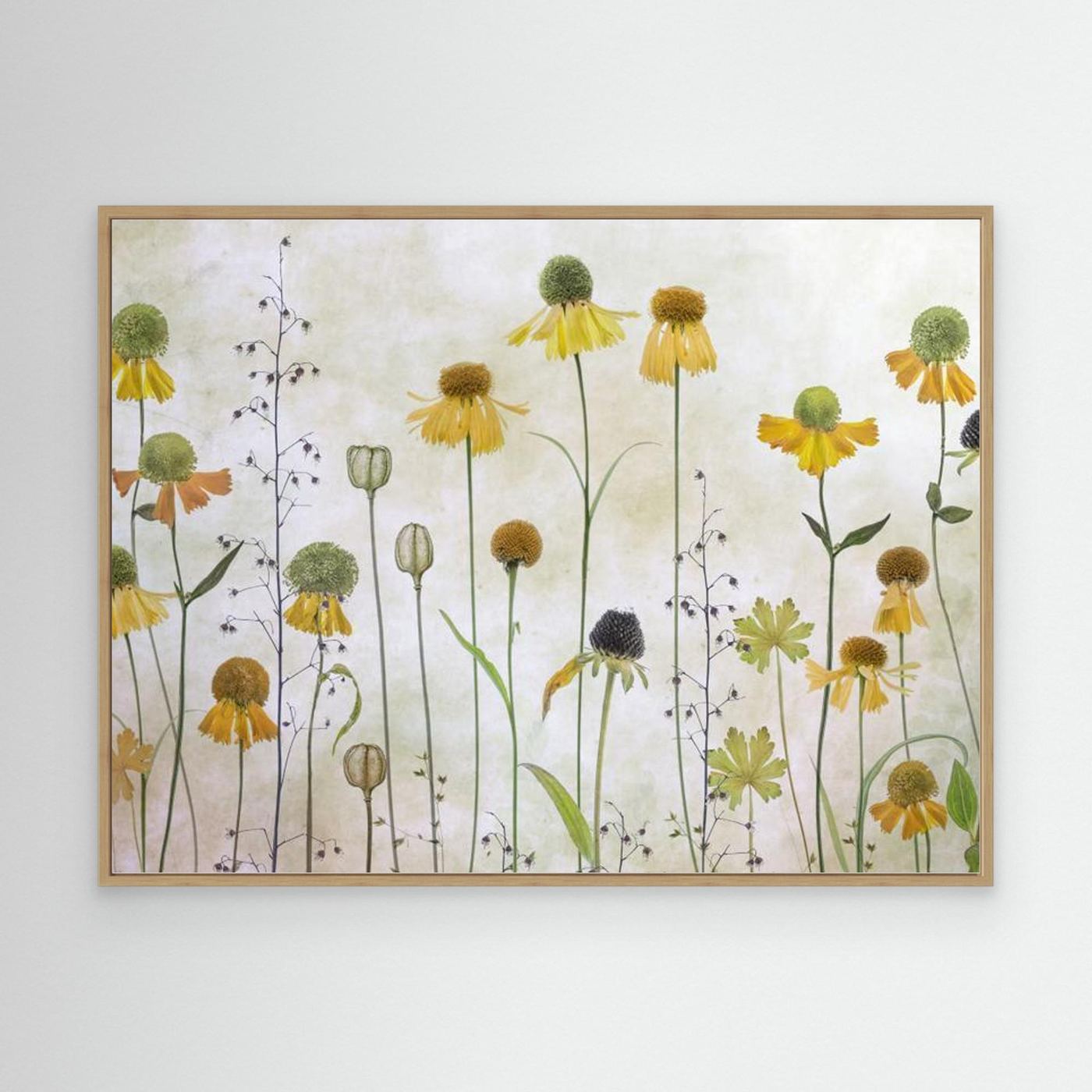 Helenium by Mandy Disher