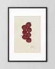 Vintage Red Plum Botanical Art Print