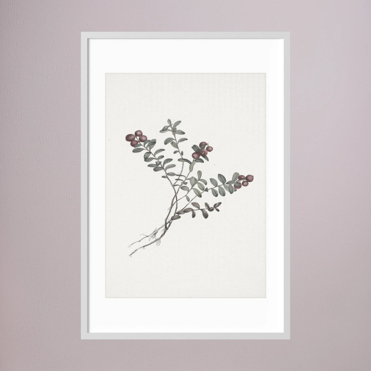 Red Berry Botanical Study Vintage Wall Art Print White Wood White