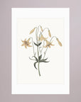 White Wildflower Botanical Study Vintage Wall Art Print No Frame White