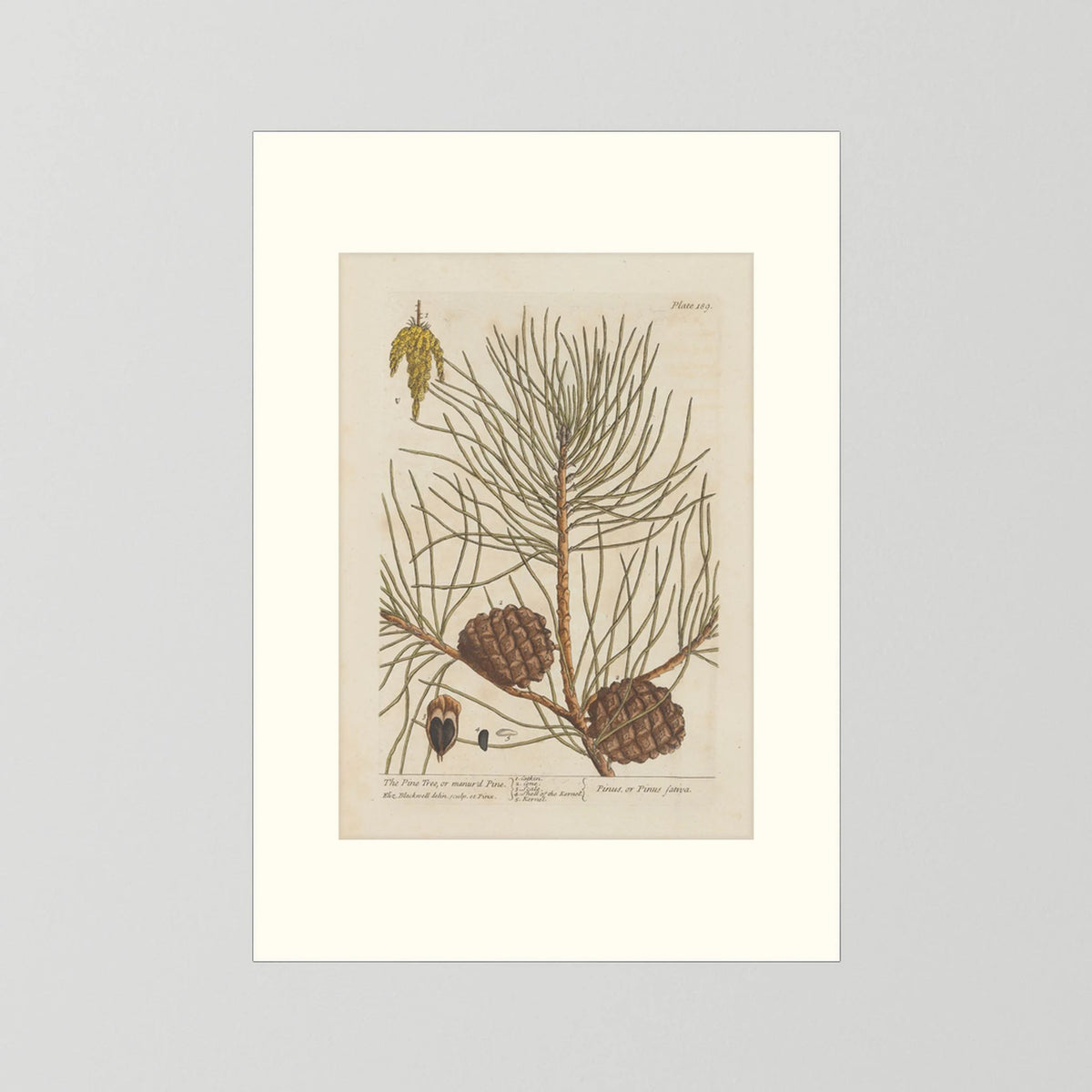 Vintage Pine Cone Botanical Art Print