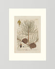 Vintage Pine Cone Botanical Art Print