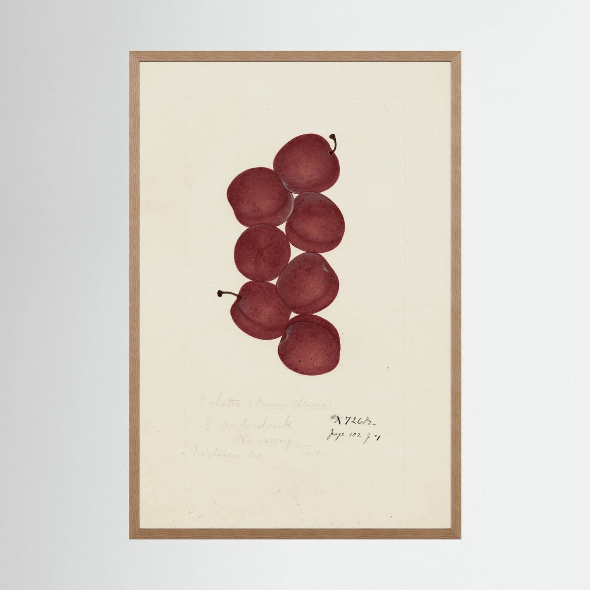 Vintage Red Plum Botanical Art Print