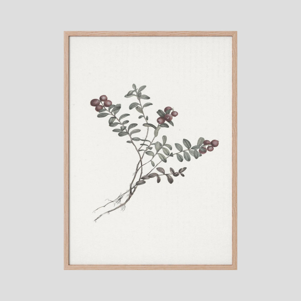 Red Berry Botanical Study Vintage Wall Art Print Oak Nature No border
