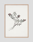 Red Berry Botanical Study Vintage Wall Art Print Oak Nature No border