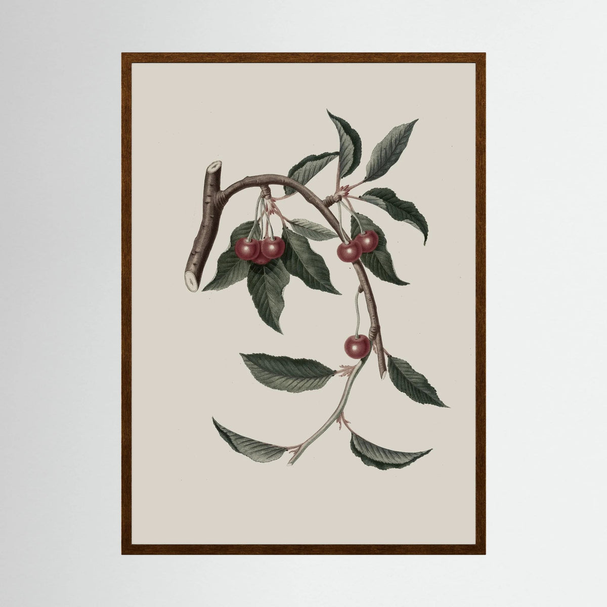 Vintage Cherry Botanical Art Print
