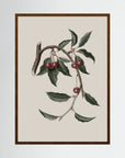 Vintage Cherry Botanical Art Print