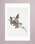 Pink Botanical Branch Study Vintage Wall Art Print No Frame White