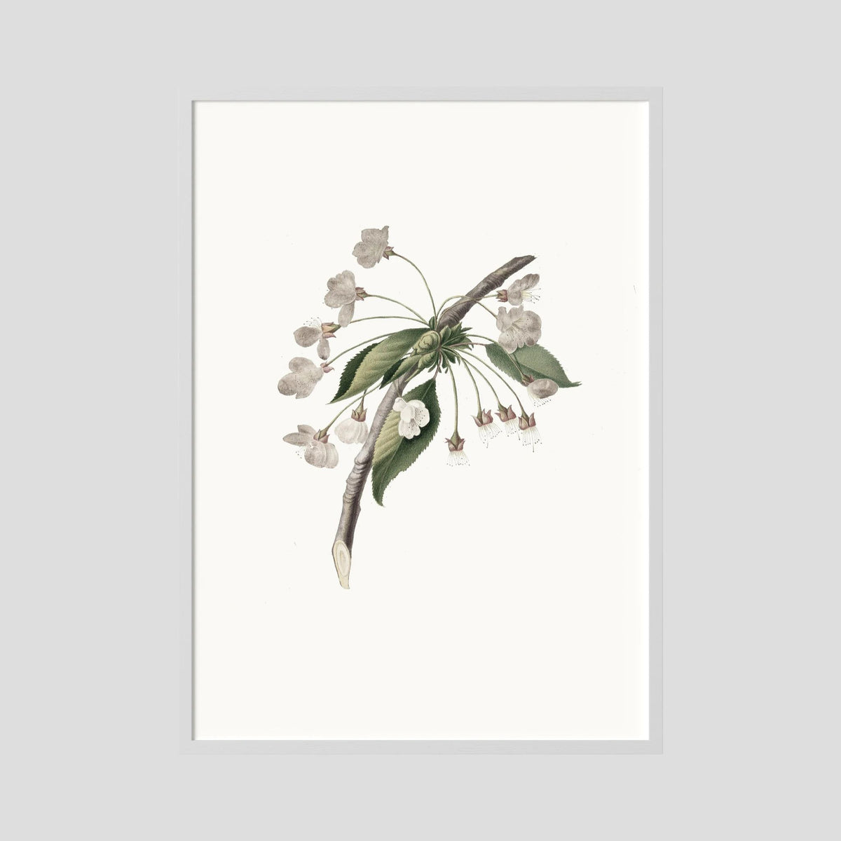 Delicate White Botanical Study Vintage Wall Art Print White Wood No border