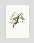Delicate White Botanical Study Vintage Wall Art Print White Wood No border