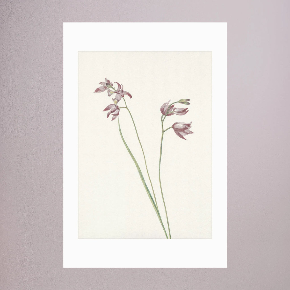 Pink Wildflower Botanical Study Vintage Wall Art Print No Frame White