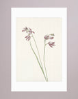 Pink Wildflower Botanical Study Vintage Wall Art Print No Frame White